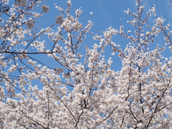 京都　醍醐寺の桜